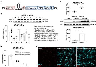 Dual-function AAV gene therapy reverses late-stage Canavan disease pathology in mice